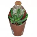 Euphorbia (Euphorbia inermis) v črepníku ø 6,5 cm