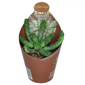 Euphorbia (Euphorbia inermis) v črepníku ø 6,5 cm
