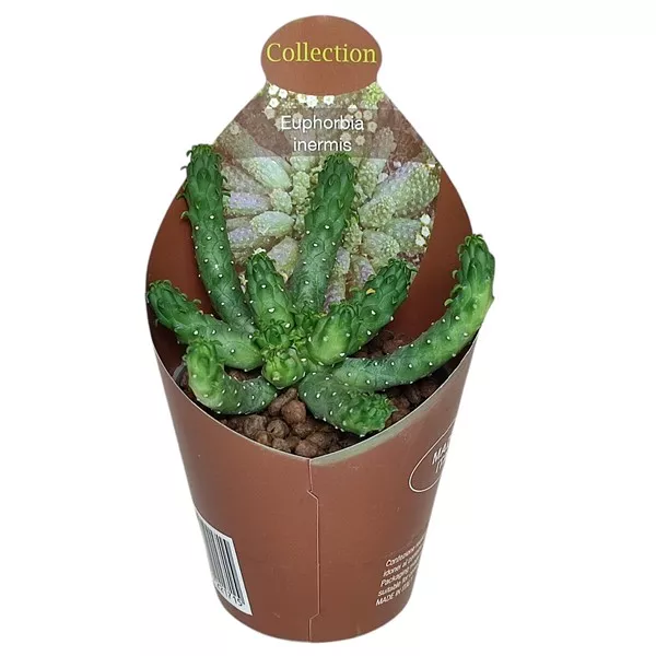 Euphorbia (Euphorbia inermis) v črepníku ø 6,5 cm
