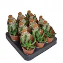 Euphorbia (Euphorbia inermis) v črepníku ø 6,5 cm