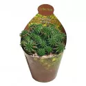 Euphorbia (Euphorbia Susannae) v črepníku ø 6,5 cm