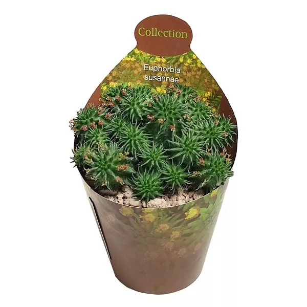 Euphorbia (Euphorbia Susannae) v črepníku ø 6,5 cm