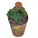 Euphorbia (Euphorbia triangularis crestata) v črepníku ø 6,5 cm