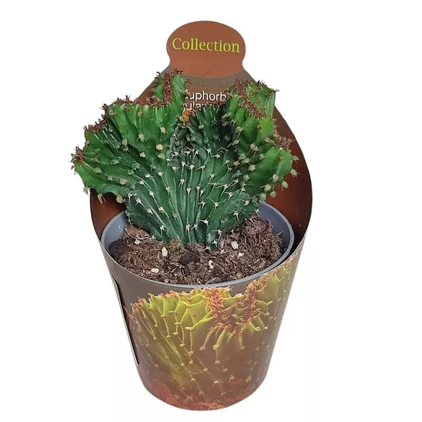 Euphorbia (Euphorbia triangularis crestata) v črepníku ø 6,5 cm