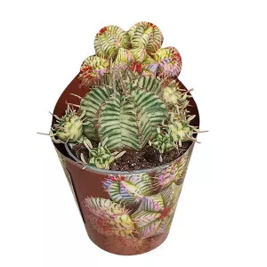Kaktusy (Euphorbia meloformis variegata) v črepníku ø 6,5 cm