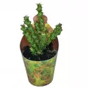 Euphorbia (Euphorbia lenewtonii) v črepníku ø 6,5 cm