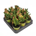 Euphorbia (Euphorbia lenewtonii) v črepníku ø 6,5 cm