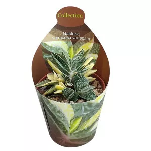 Gasteria (Gasteria verrucosa variegata) v črepníku ø 6,5 cm