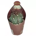 Kaktusy (Astrophytum capricorne) v črepníku ø 6,5 cm