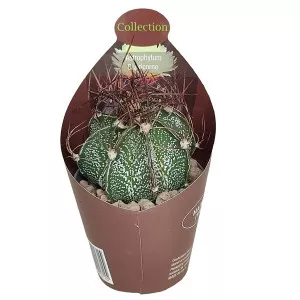 Kaktusy (Astrophytum capricorne) v črepníku ø 6,5 cm