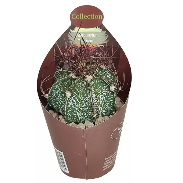 Kaktusy (Astrophytum capricorne) v črepníku ø 6,5 cm
