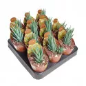Haworthia (Haworthia glauca) v črepníku ø 6,5 cm
