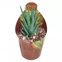 Haworthia (Haworthia glauca) v črepníku ø 6,5 cm