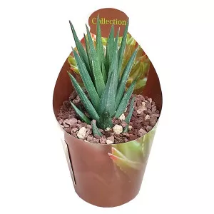 Haworthia (Haworthia glauca) v črepníku ø 6,5 cm