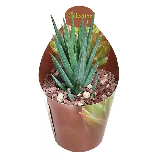 Haworthia (Haworthia glauca) v črepníku ø 6,5 cm