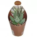 Haworthia (Haworthia papillosa) v črepníku ø 6,5 cm
