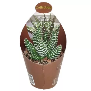 Haworthia (Haworthia papillosa) v črepníku ø 6,5 cm