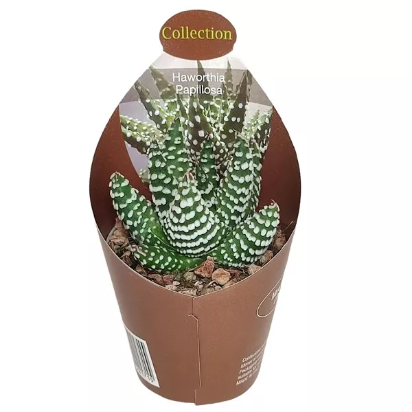 Haworthia (Haworthia papillosa) v črepníku ø 6,5 cm
