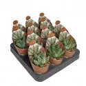 Haworthia (Haworthia papillosa) v črepníku ø 6,5 cm