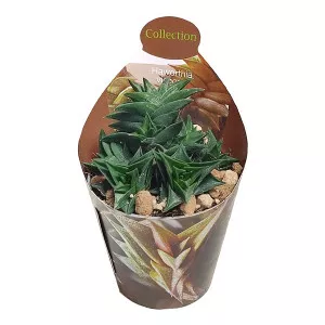 Haworthia (Haworthia viscosa) v črepníku ø 6,5 cm