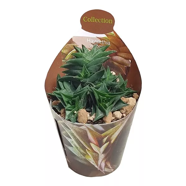 Haworthia (Haworthia viscosa) v črepníku ø 6,5 cm