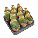 Kaktusy (Mammillaria spinosissima un pico crestata) v črepníku ø 6,5 cm