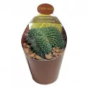 Kaktusy (Mammillaria spinosissima un pico crestata) v črepníku ø 6,5 cm