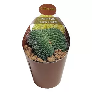 Kaktusy (Mammillaria spinosissima un pico crestata) v črepníku ø 6,5 cm