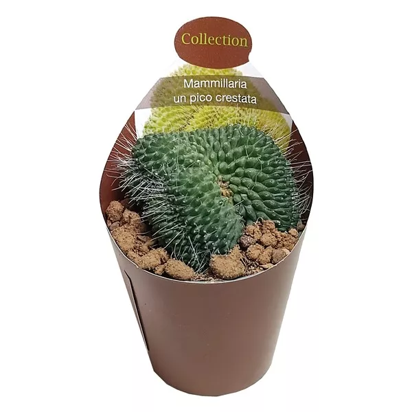 Kaktusy (Mammillaria spinosissima un pico crestata) v črepníku ø 6,5 cm