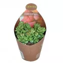 Crassula Elegans (Crassula) v črepníku ø 6,5 cm