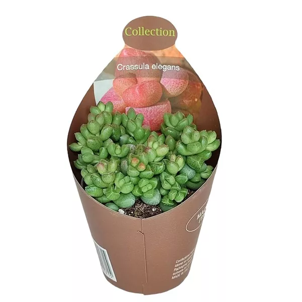 Crassula Elegans (Crassula) v črepníku ø 6,5 cm