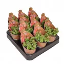 Crassula Elegans (Crassula) v črepníku ø 6,5 cm