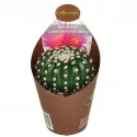 Kaktusy (Notocactus uebelmannianus inermis) v črepníku ø 6,5 cm