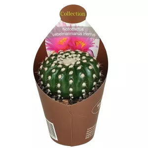 Kaktusy (Notocactus uebelmannianus inermis) v črepníku ø 6,5 cm