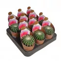 Kaktusy (Notocactus uebelmannianus inermis) v črepníku ø 6,5 cm
