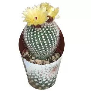 Kaktusy Frosty White (Notocactus scopa) v črepníku ø 6,5 cm