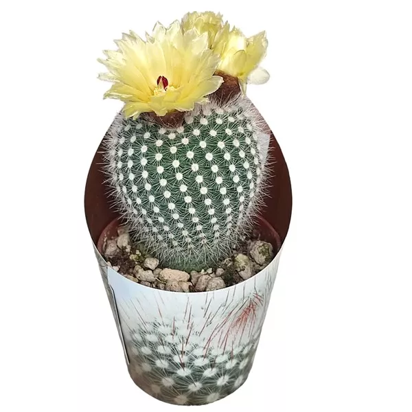 Kaktusy Frosty White (Notocactus scopa) v črepníku ø 6,5 cm