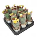 Kaktusy Frosty White (Notocactus scopa) v črepníku ø 6,5 cm