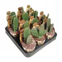 Kaktusy (Opuntia consolea rubescens) v črepníku ø 6,5 cm