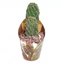 Kaktusy (Opuntia consolea rubescens) v črepníku ø 6,5 cm