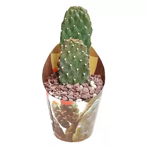 Kaktusy (Opuntia consolea rubescens) v črepníku ø 6,5 cm