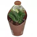 Kaktusy (Opuntia cylindrica crestata) v črepníku ø 6,5 cm