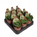 Kaktusy (Opuntia cylindrica crestata) v črepníku ø 6,5 cm
