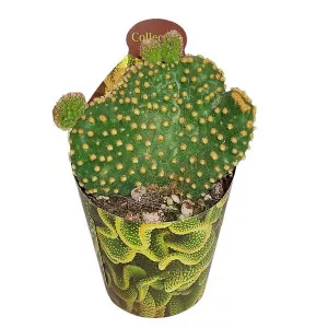 Kaktusy (Opuntia microdasys undulata) v črepníku ø 6,5 cm