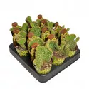 Kaktusy (Opuntia microdasys undulata) v črepníku ø 6,5 cm