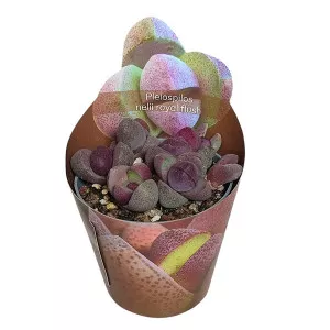 Pleiospilos Royal Flush (Pleiospilos nelii) v črepníku ø 6,5 cm