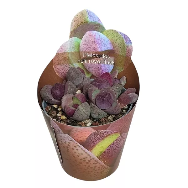 Pleiospilos Royal Flush (Pleiospilos nelii) v črepníku ø 6,5 cm