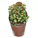 Portulacaria (Portulacaria afra mediopicta) v črepníku ø 6,5 cm