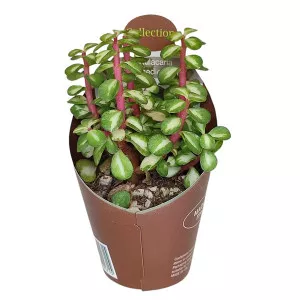 Portulacaria (Portulacaria afra mediopicta) v črepníku ø 6,5 cm