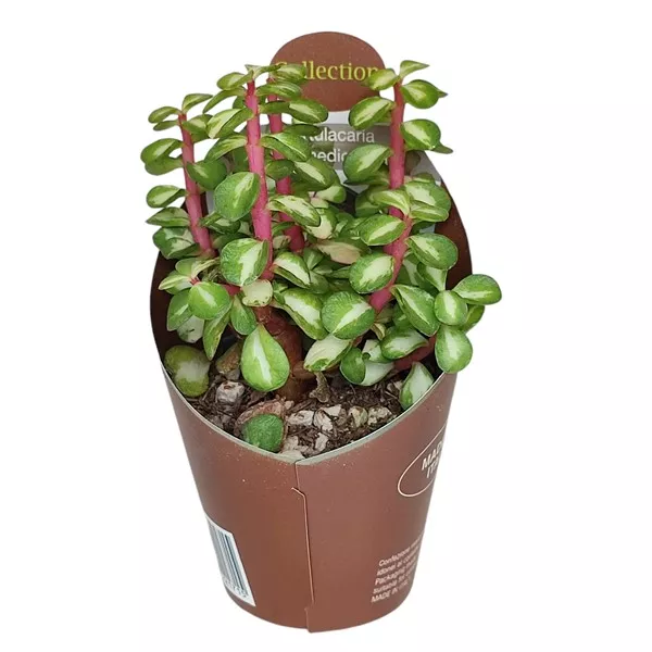 Portulacaria (Portulacaria afra mediopicta) v črepníku ø 6,5 cm